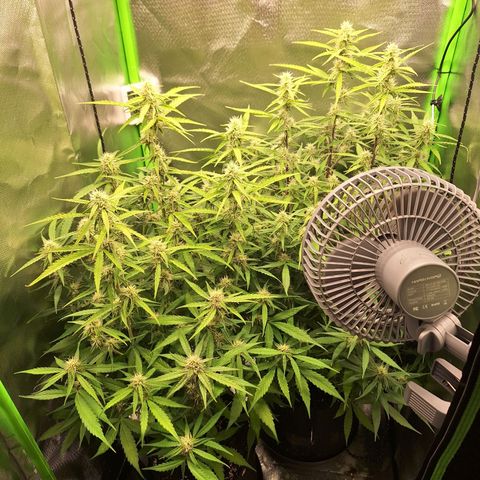 Orion F1 #1 growlog timeline photo