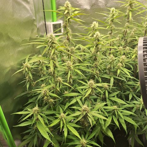 Orion F1 #1 growlog timeline photo