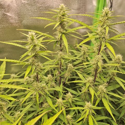 Orion F1 #1 growlog timeline photo