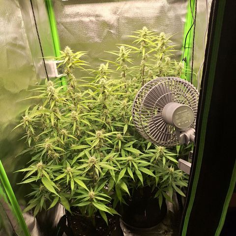 Orion F1 #1 growlog timeline photo