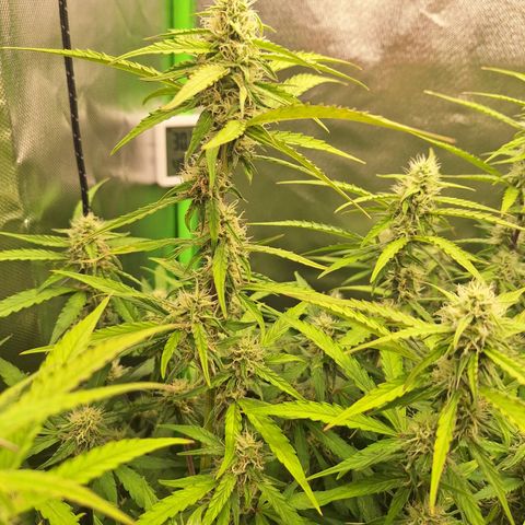 Orion F1 #1 growlog timeline photo