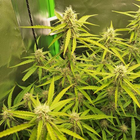 Orion F1 #1 growlog timeline photo