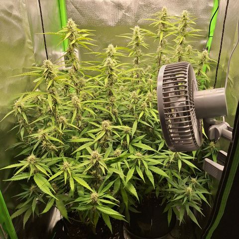 Orion F1 #1 growlog timeline photo