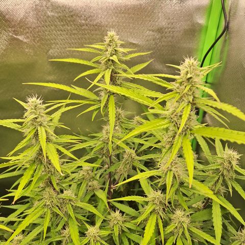 Orion F1 #1 growlog timeline photo
