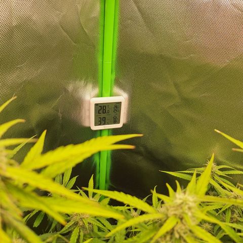 Orion F1 #1 growlog timeline photo