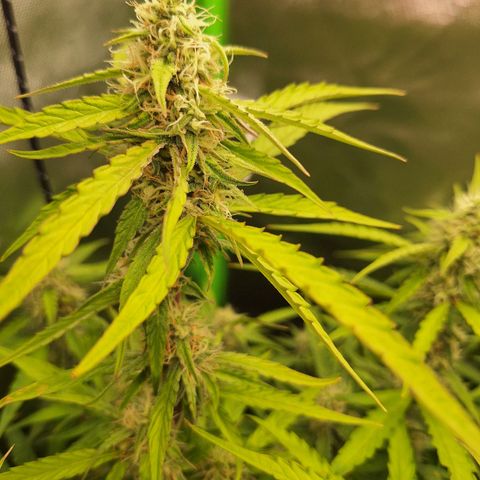 Orion F1 #1 growlog timeline photo