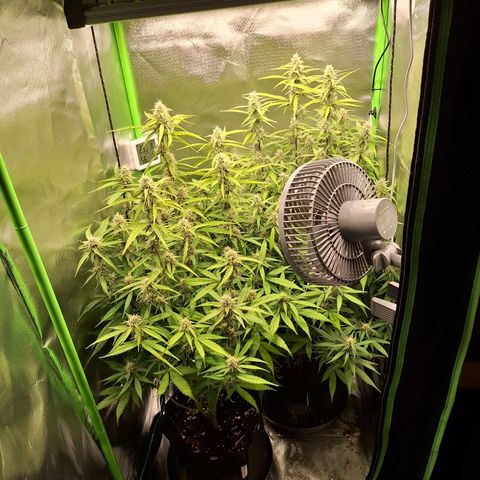 Orion F1 #1 growlog timeline photo