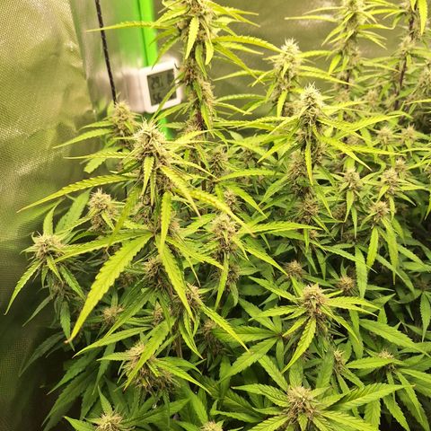 Orion F1 #1 growlog timeline photo