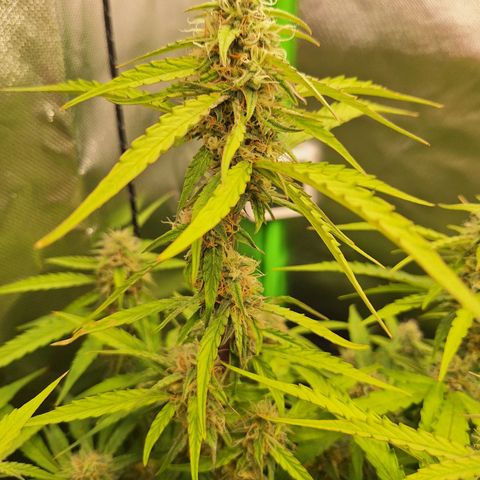 Orion F1 #1 growlog timeline photo