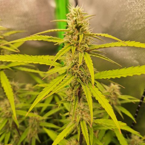 Orion F1 #1 growlog timeline photo