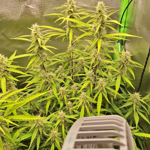 Orion F1 #1 growlog timeline photo