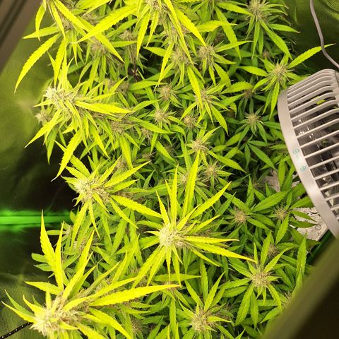 Orion F1 #1 growlog timeline photo