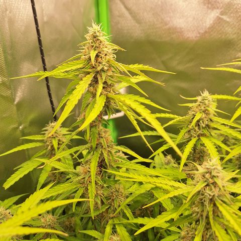Orion F1 #1 growlog timeline photo