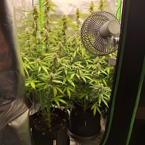 Orion F1 #1 growlog timeline photo