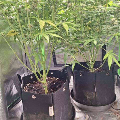 Orion F1 #1 growlog timeline photo