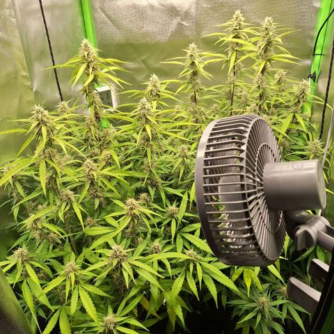 Orion F1 #1 growlog timeline photo