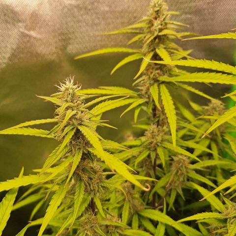 Orion F1 #1 growlog timeline photo