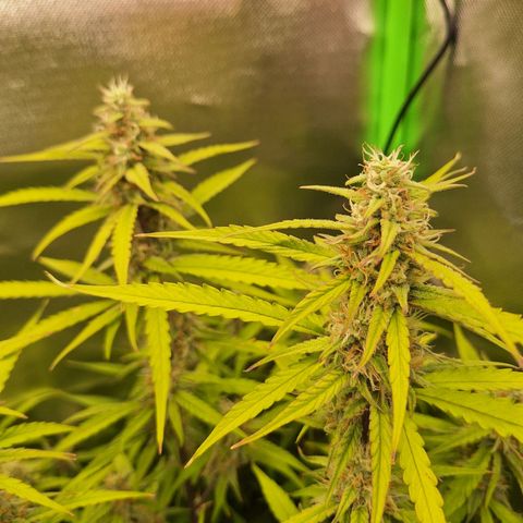 Orion F1 #1 growlog timeline photo