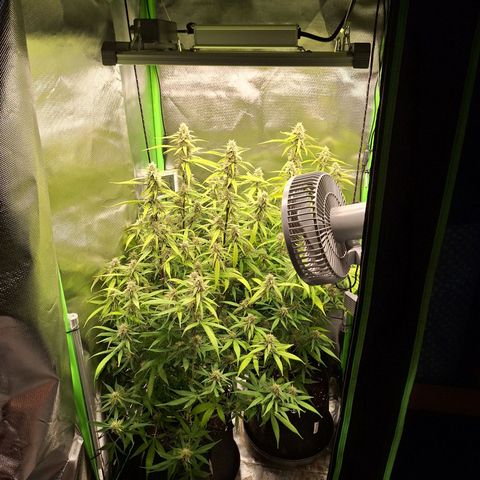 Orion F1 #1 growlog timeline photo