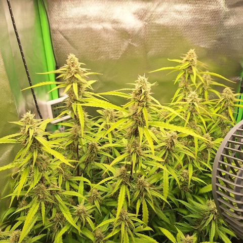 Orion F1 #1 growlog timeline photo
