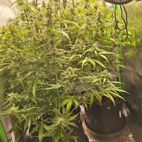 Orion F1 #1 growlog timeline photo