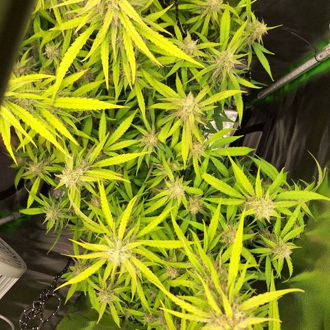 Orion F1 #1 growlog timeline photo