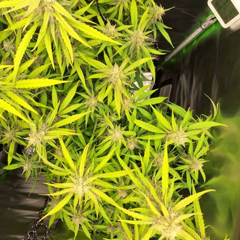Orion F1 #1 growlog timeline photo