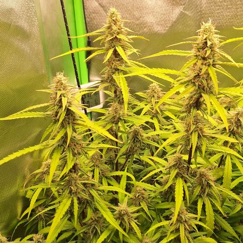 Orion F1 #1 growlog timeline photo