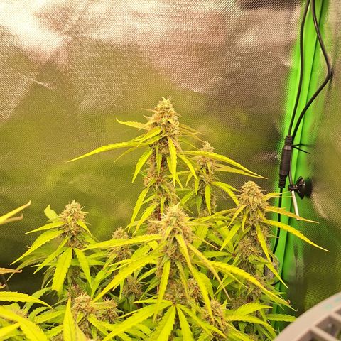 Orion F1 #1 growlog timeline photo