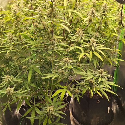 Orion F1 #1 growlog timeline photo