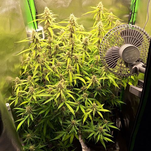 Orion F1 #1 growlog timeline photo