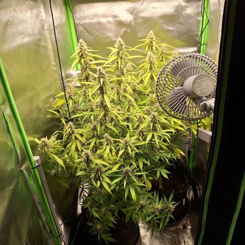 Orion F1 #1 growlog timeline photo