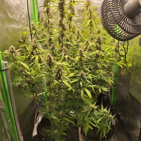 Orion F1 #1 growlog timeline photo