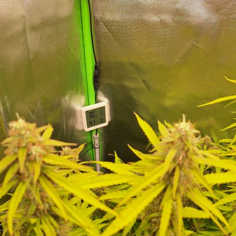 Orion F1 #1 growlog timeline photo