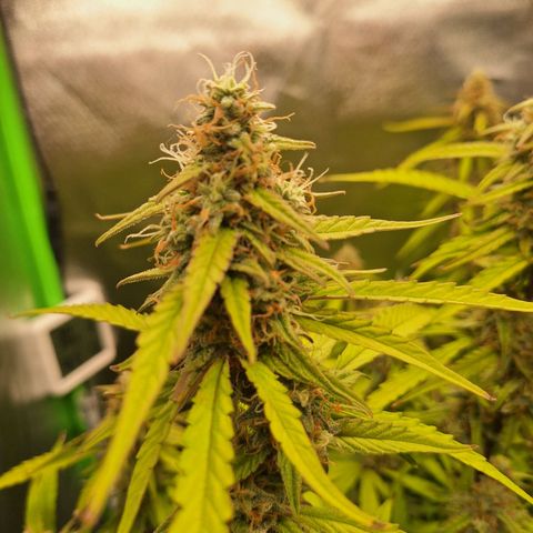 Orion F1 #1 growlog timeline photo