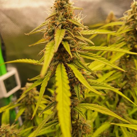 Orion F1 #1 growlog timeline photo