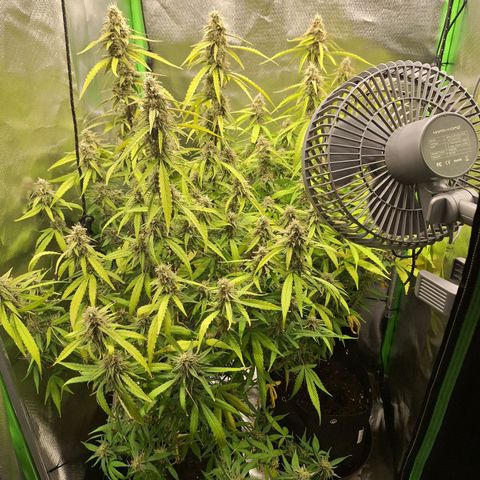 Orion F1 #1 growlog timeline photo
