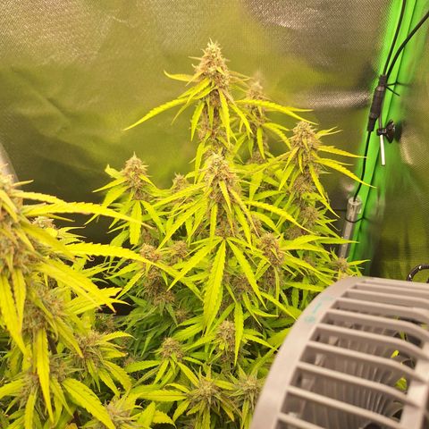 Orion F1 #1 growlog timeline photo