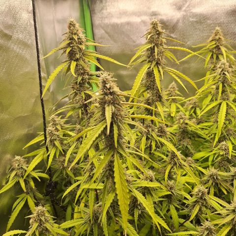 Orion F1 #1 growlog timeline photo