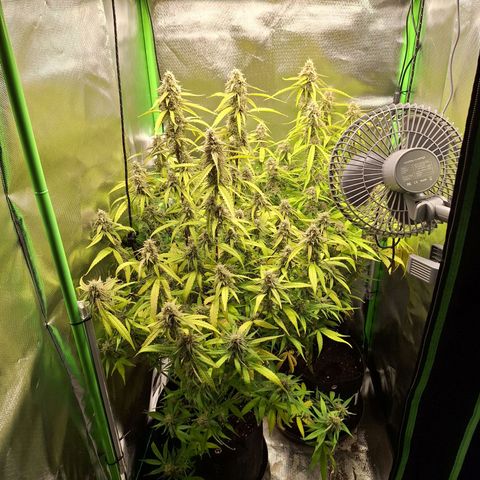 Orion F1 #1 growlog timeline photo