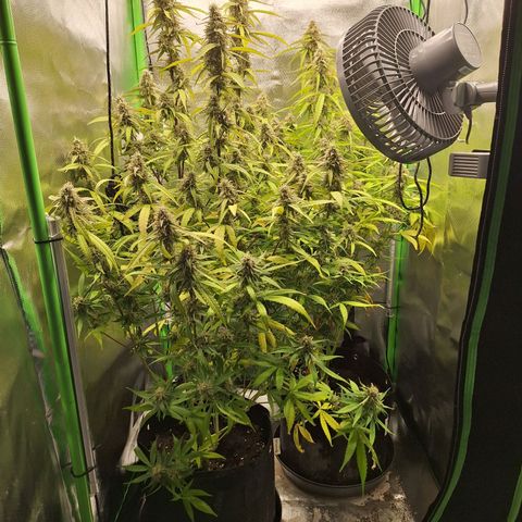 Orion F1 #1 growlog timeline photo