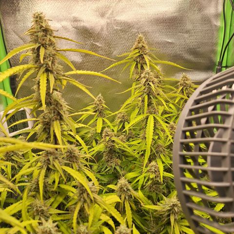 Orion F1 #1 growlog timeline photo