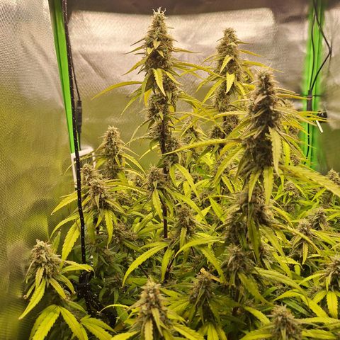 Orion F1 #1 growlog timeline photo