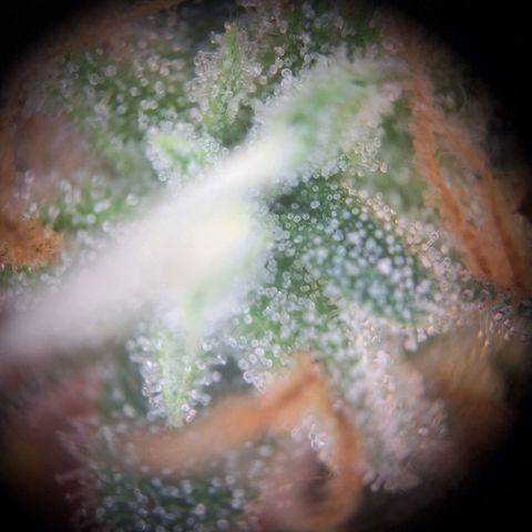 Orion F1 #1 growlog timeline photo