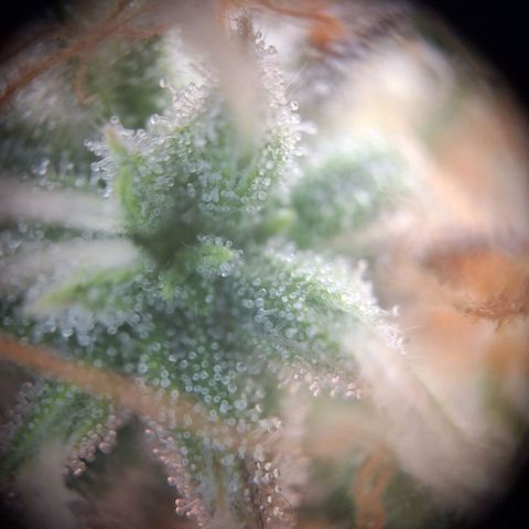 Orion F1 #1 growlog timeline photo