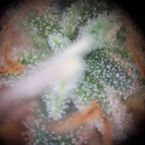 Orion F1 #1 growlog timeline photo