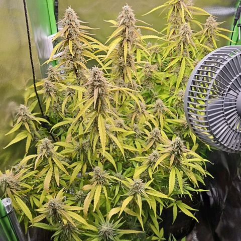 Orion F1 #1 growlog timeline photo