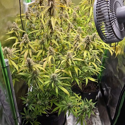 Orion F1 #1 growlog timeline photo