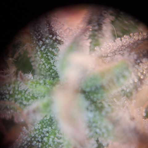 Orion F1 #1 growlog timeline photo