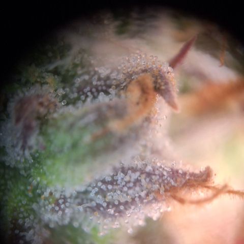 Orion F1 #1 growlog timeline photo